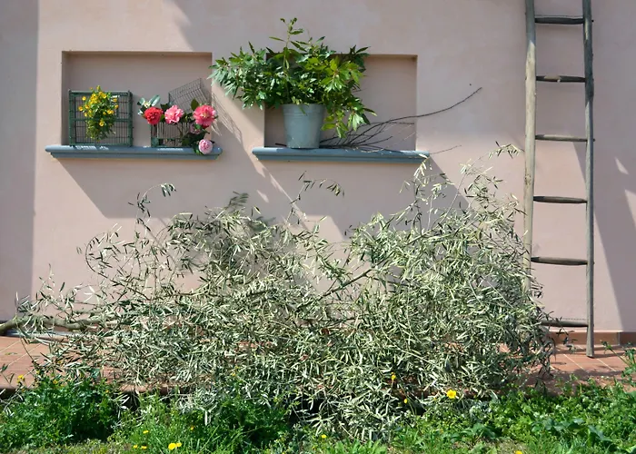 팜스테이 Monte A *