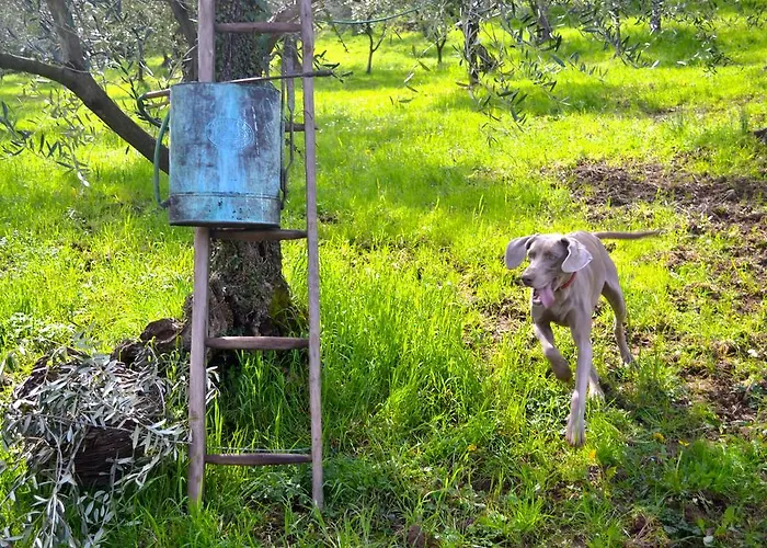 팜스테이 Monte A